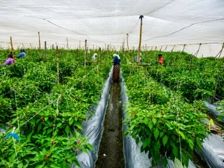 Seed Production Modern