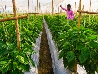 Seed Production Modern