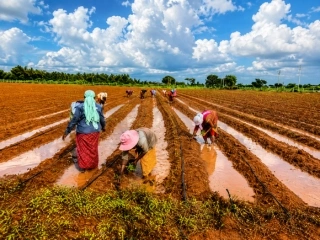 Seed Production Modern
