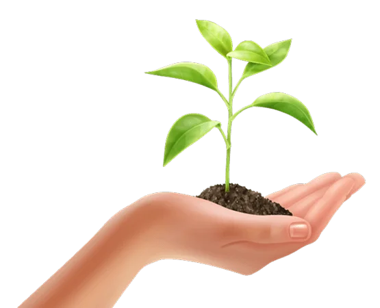 Image of Plant