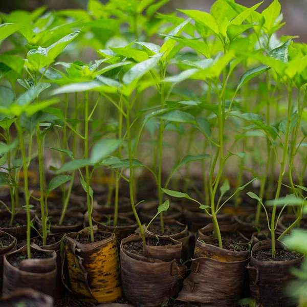 Image of Seed Production