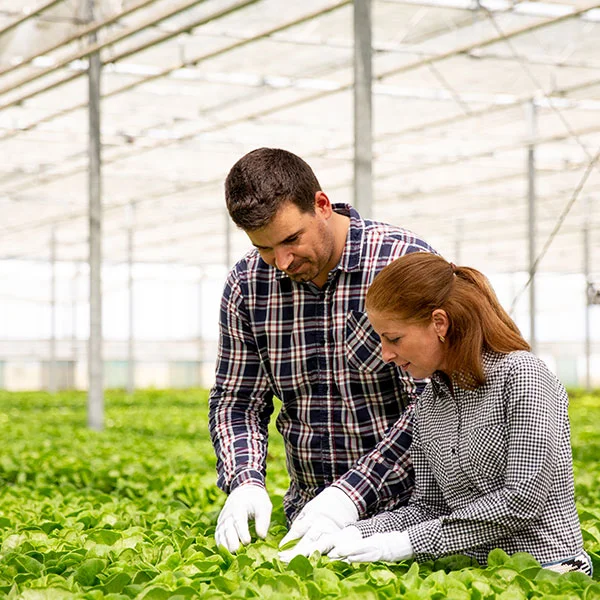 Image of Seed Production