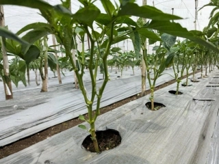 Image Of Seeds