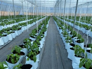 Client-specific seed production protocols