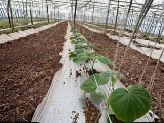 Plant quarantine and regulatory compliance