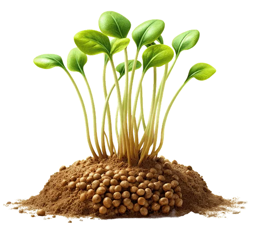 Image of Plant
